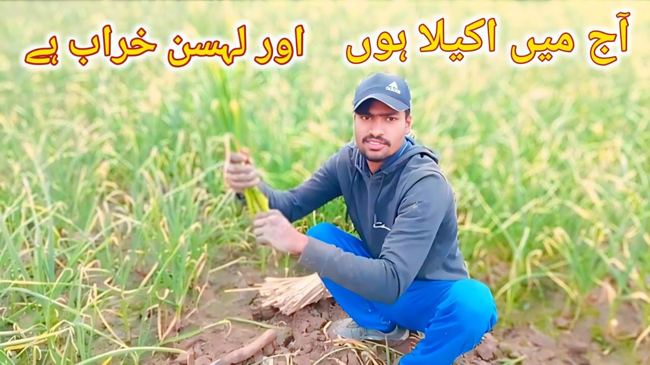 Aj Kashif Shutti Per Hai Our Lahsan Kharab Hai Zada  Aj | Punjabi Vlog