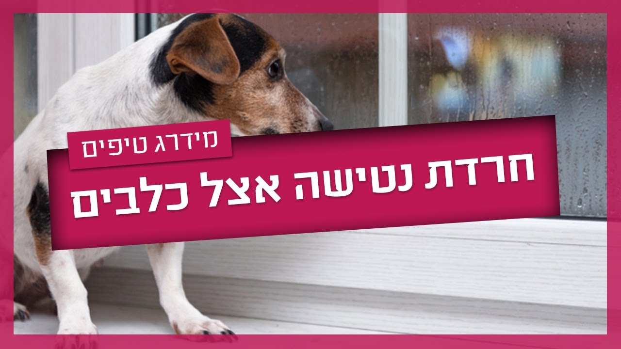 חרדת נטישה אצל כלבים - מה הסיבות ואיך אפשר לטפל?