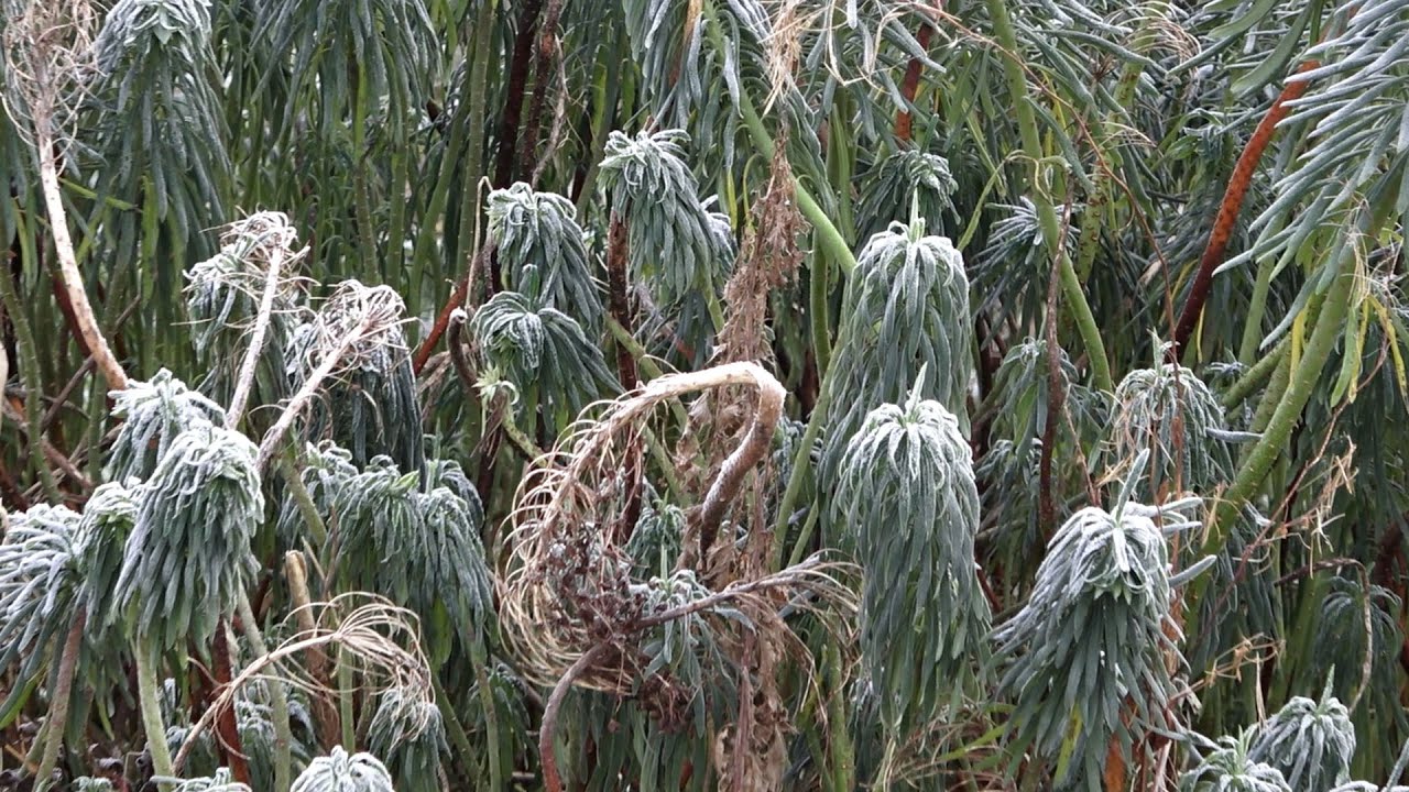TV Feijenoord - Bijzondere planten Botanische Tuin Afrikaanderwijk