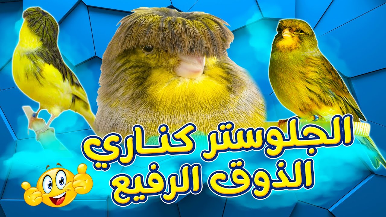 كناري الجلوستر الفاخر و الأنيق كل ما تحتاج معرفته من مميزات و انتاج مع سر القنبرة الراقية كل شئ