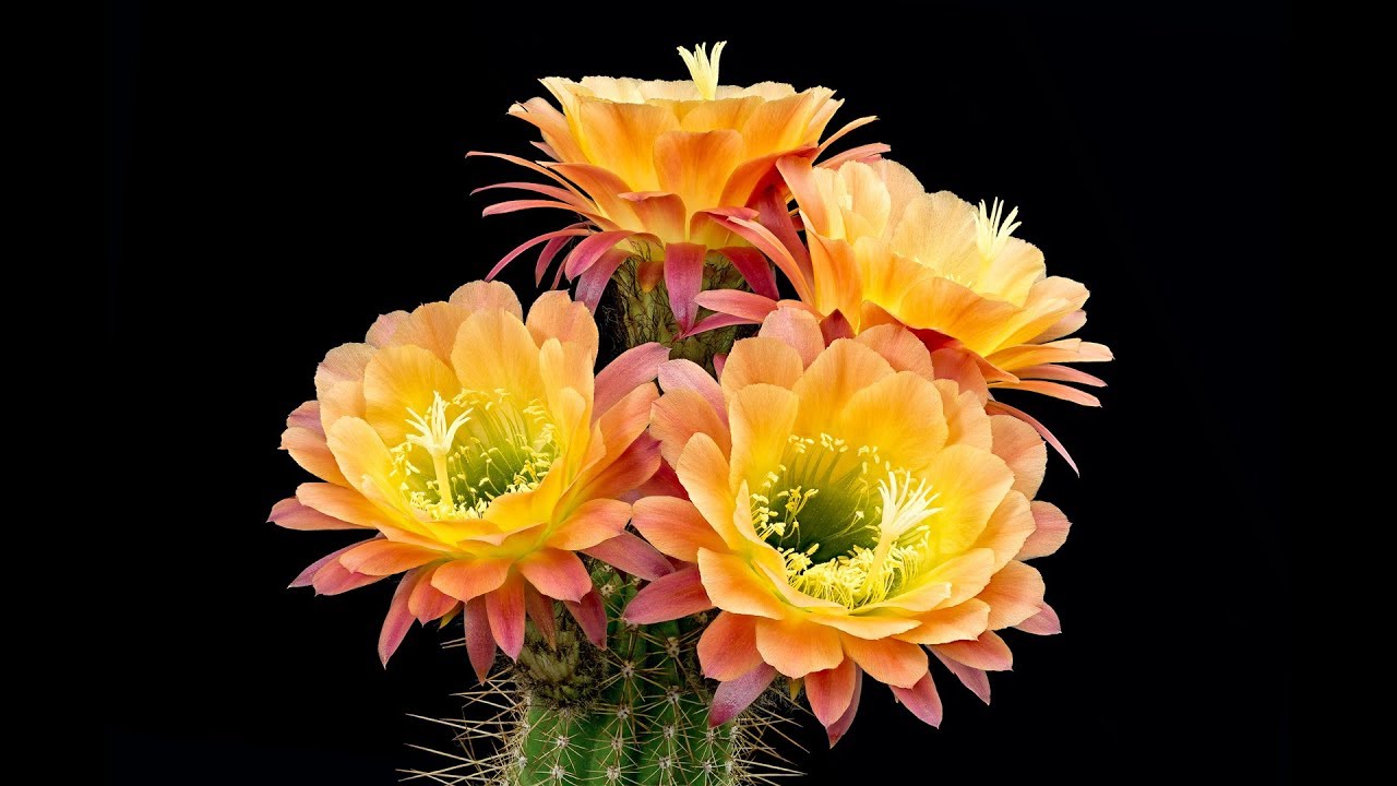 Flores abriendo de cactus /Los valses mas hermosos del mundo II☾ ♫ ♥