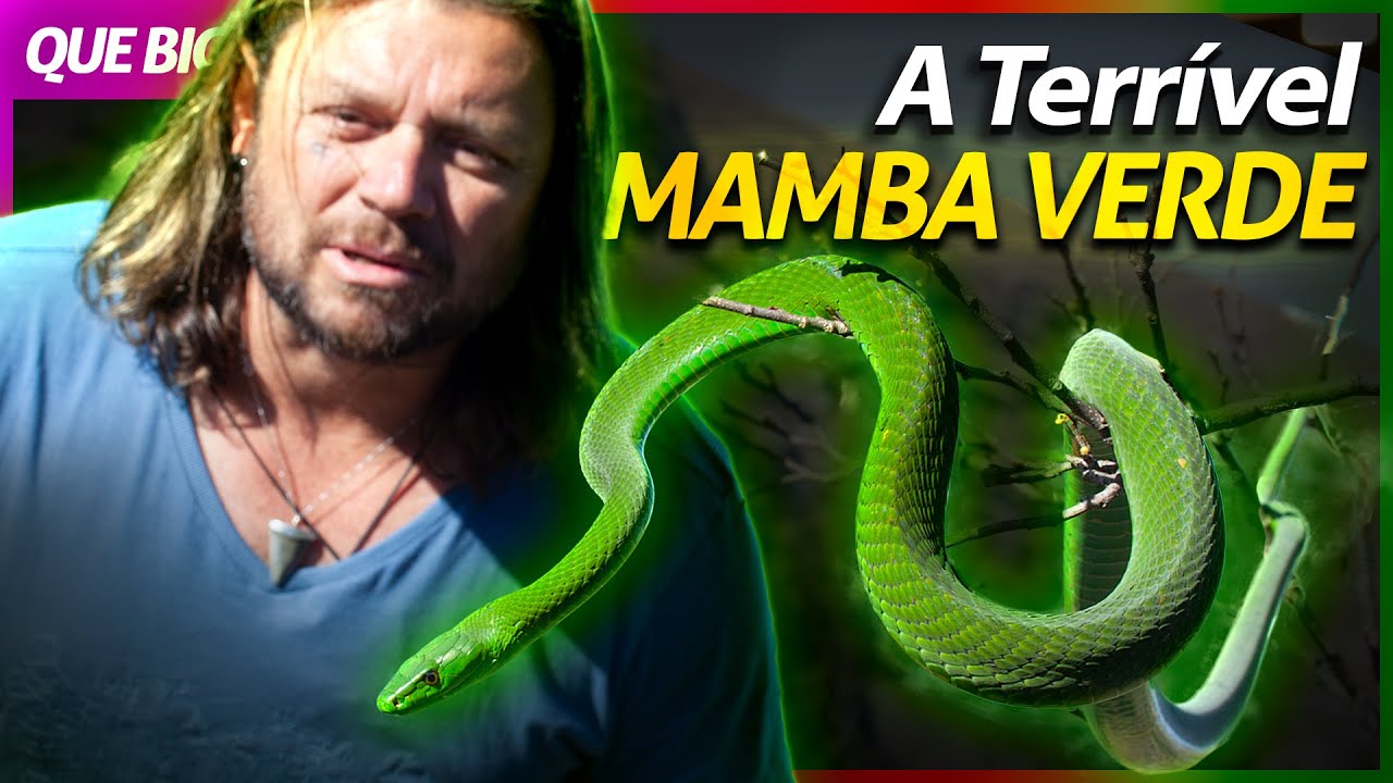 MAMBA-VERDE, UMA SERPENTE RÁPIDA E EXTREMAMENTE VENENOSA! | RICHARD RASMUSSEN