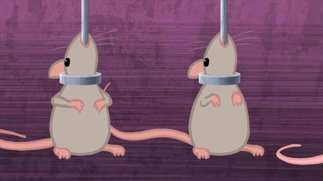 Cosmetic Animal Testing