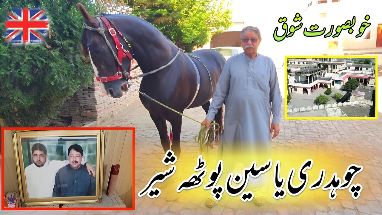 Beautiful House In Potha Sher | Dera Khan Yaseen Potha Sher | Dancing Horse | Hammad Official