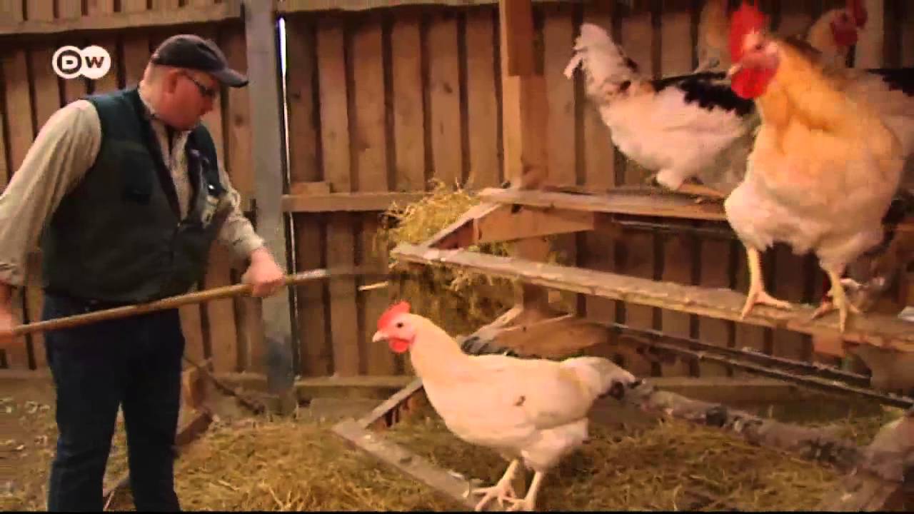 El coste de los huevos - salvamento de los pollitos macho | Hecho en Alemania