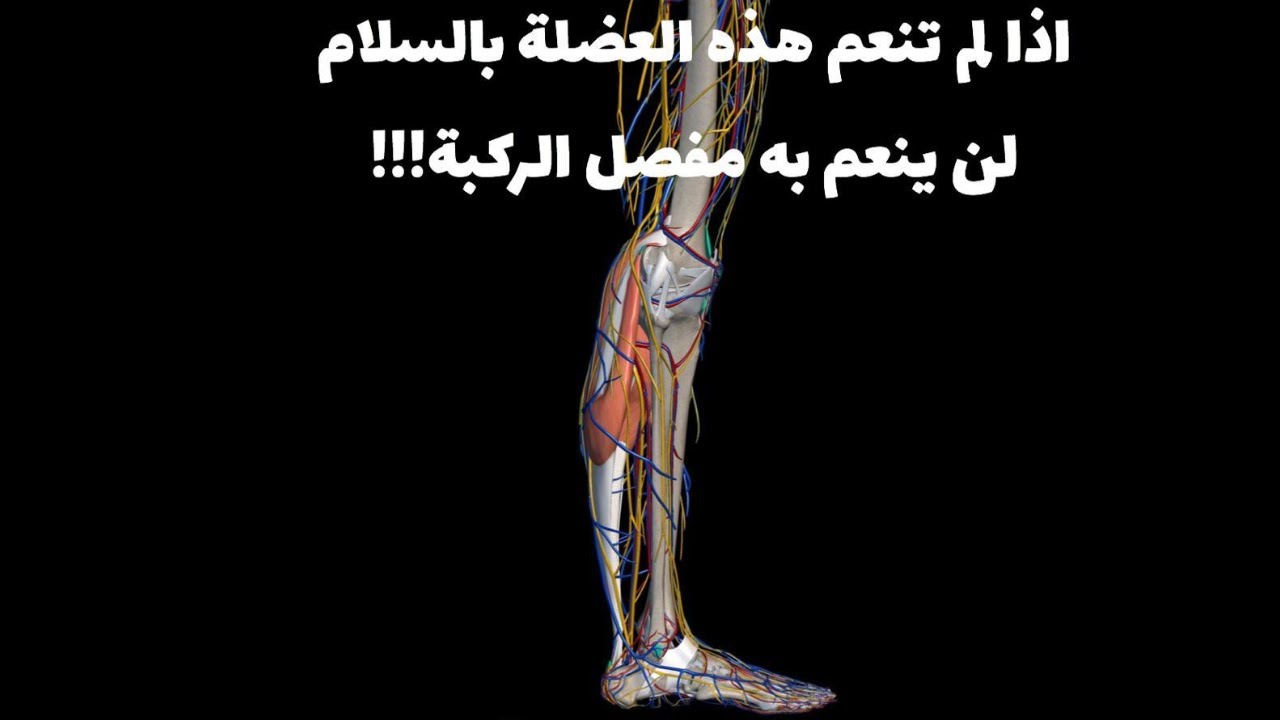 ٥٠ - التمرين الأهم لكل من يعاني من الم في القدم او مفصل الركبة - خشونة الركبة - تمرين ضروري للجميع