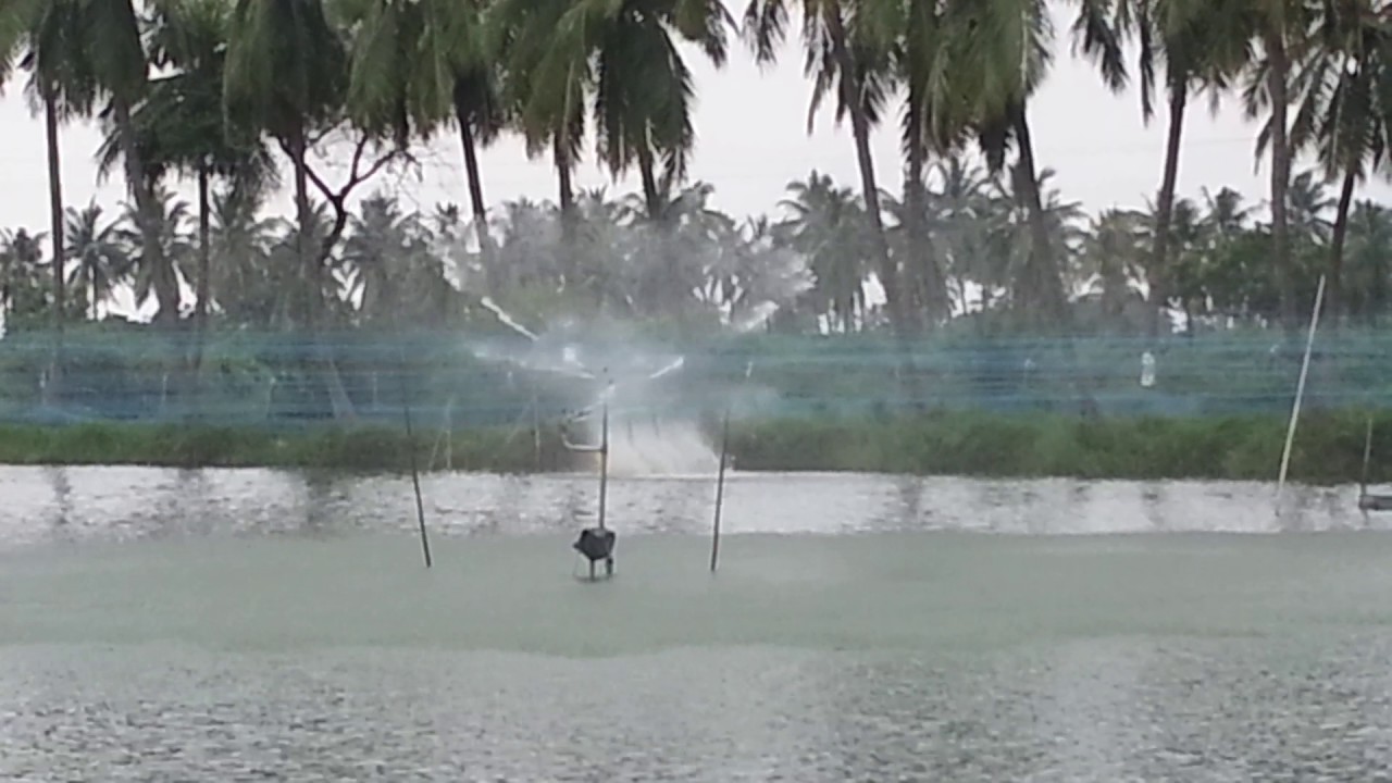 Double guns using in vannamei ponds ( with rain guns )