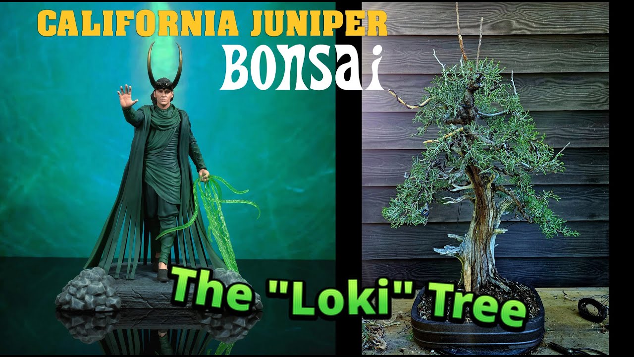 Restyling a 500 yr old Yamadori California Juniper Bonsai from the Pacific Bonsai Expo #bonsai