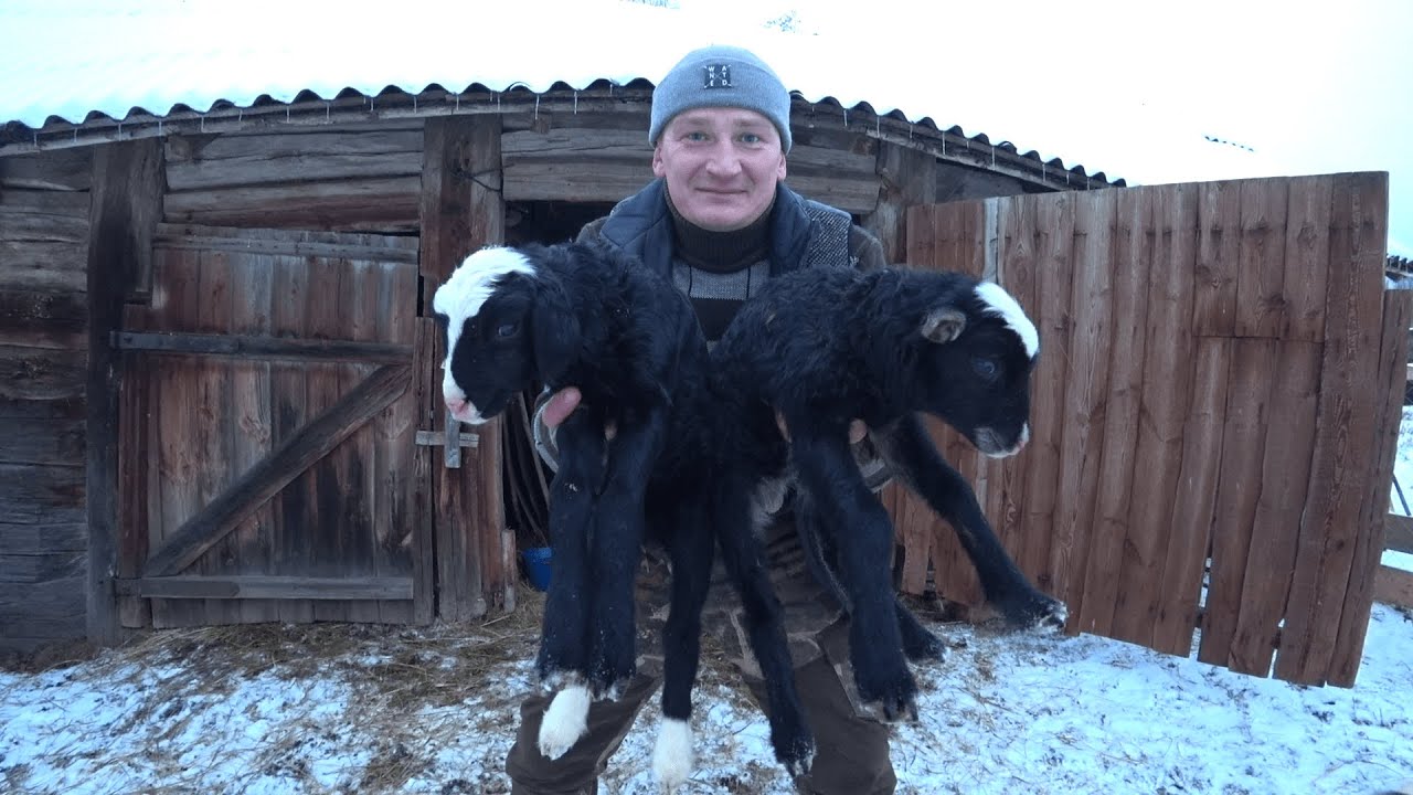 ХУТОР в ЛЕСУ на КРАЮ БОЛОТА. ТАКОГО Я от НИХ не ОЖИДАЛ!!! №225