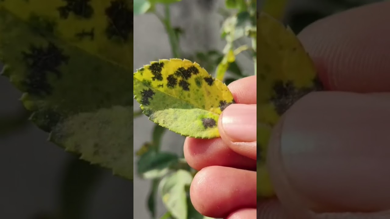 Black Spot Fungus in Rose Plant | Rose plant care | Rose Plant Disease  #shorts #youtubeshorts #rose