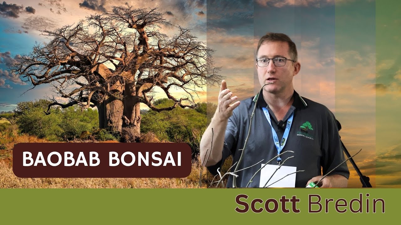 Baobab Bonsai with Scott Bredin