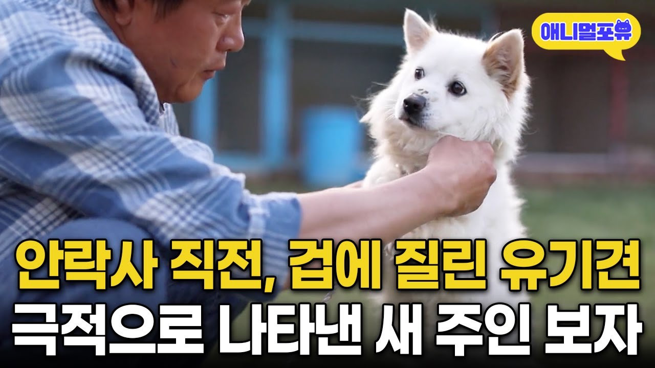 안락사 직전 공포에 떨던 유기견, 극적으로 새 주인 나타나자 반응 I KBS 류수영의 동물티비 210605 방송