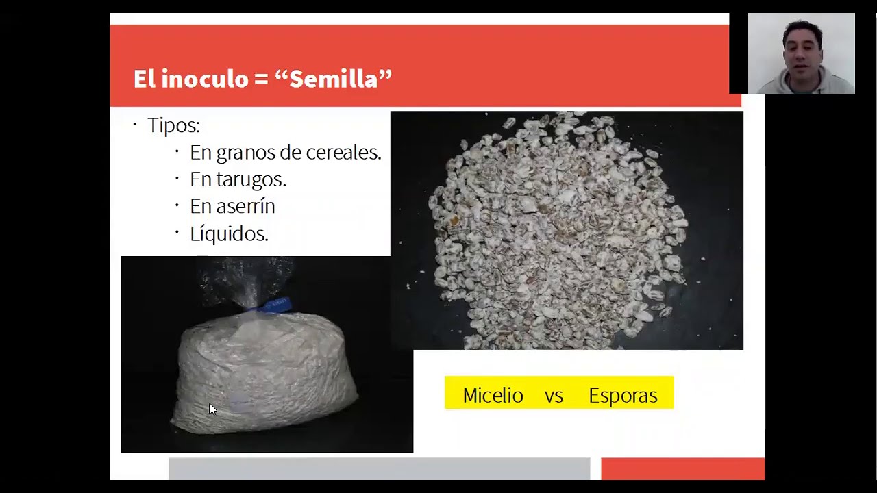 Curso introductorio a la producción de hongos comestibles sobre sustrato - Módulo 3