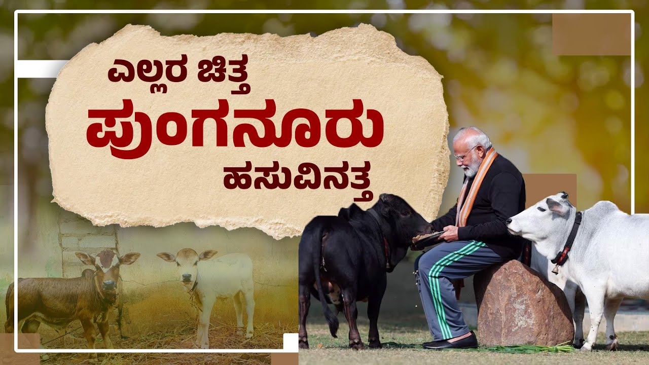 'ಬಂಗಾರದಂತ  ಹಾಲು' ನೀಡುವ ಪುಂಗನೂರು ಹಸು | Punganur Cow: The world's smallest and cutest cattle
