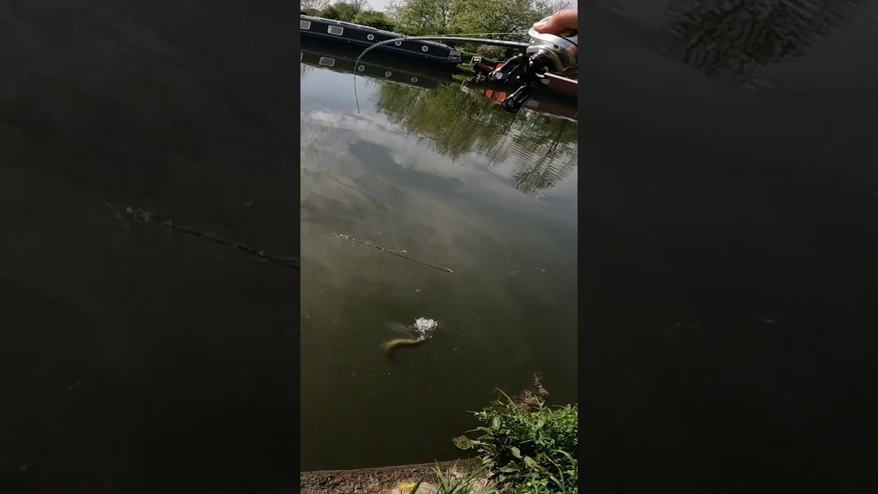 #bfsfishing for #perch on the #canal I immediately started getting hits from #pike. #fishing #lure