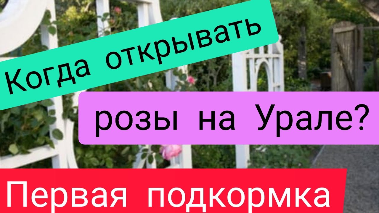 Когда открывать розы на Урале ? Первая подкормка.