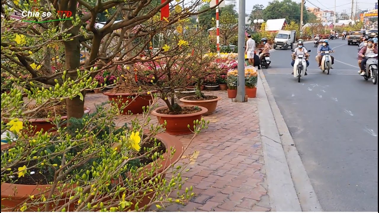 Chợ hoa xuân Búng - Cầu Ngang - Bình Nhâm - Lái Thiêu - Thuận An - Bình Dương tết Nhâm Dần năm 2022
