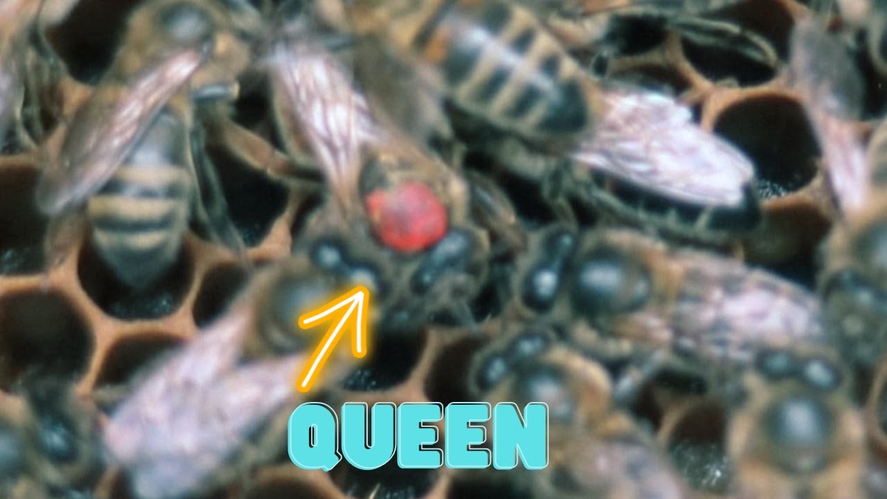 Can I Successfully Introduce a Queen Bee to a Drone Laying Beehive Beekeeping UK