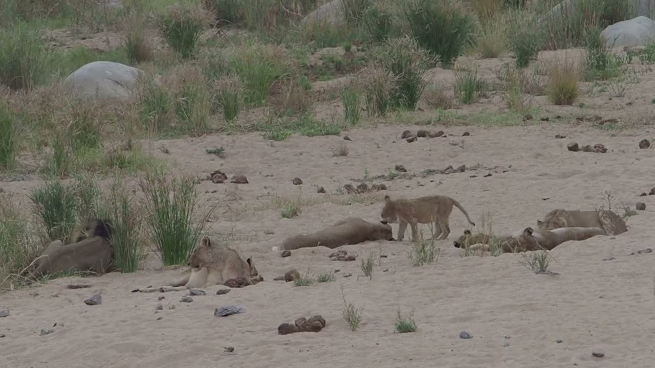 Lion Pride on the S23 relaxing in the riverbed, sometimes you just have to watch Lions from a far