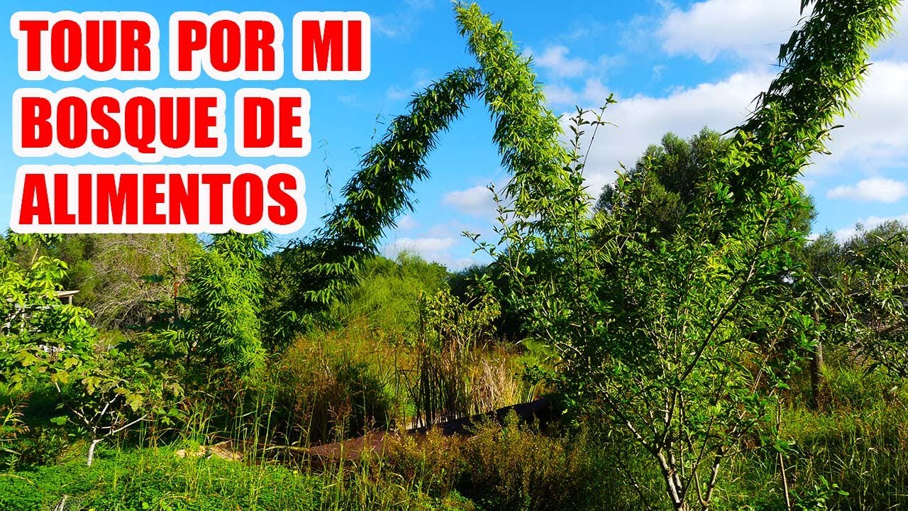 BOSQUE DE ALIMENTOS 6 años de edad isla de Mallorca
