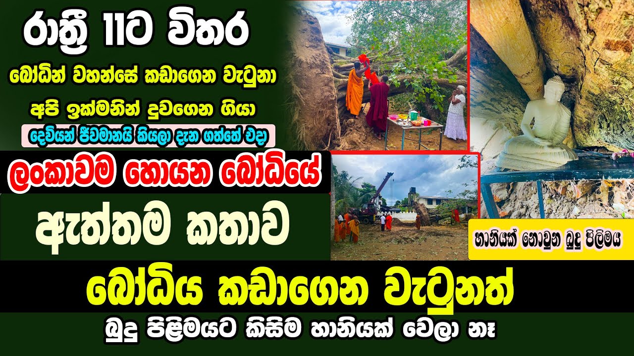 බෝධින් වහන්සේ කඩාගෙන වැටුනත් බුදු පිලිමයට හීරීමක්වත් නෑ, ලන්කාවම කතාවෙන බෝධියේ දේව හාස්කමApe Pansala