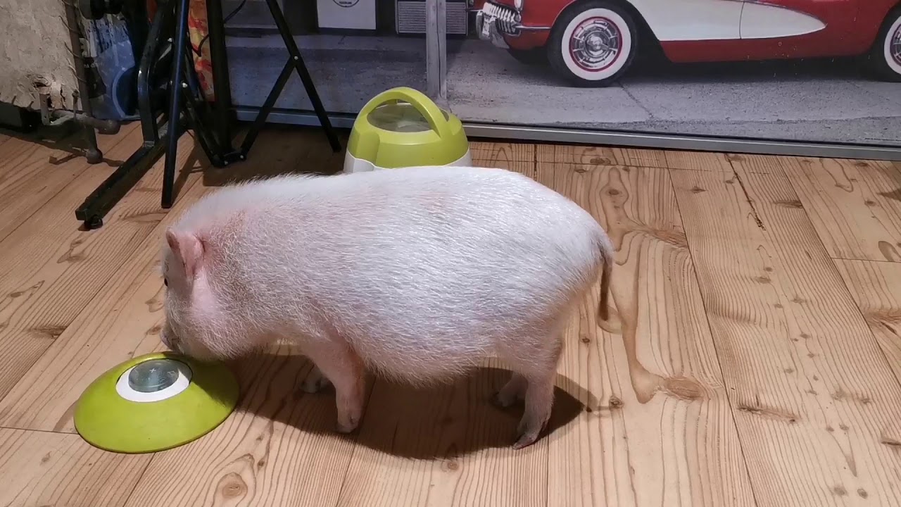 Microschwein Winny Winzig und der Memory Trainer