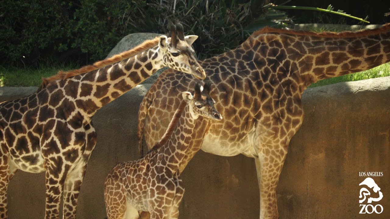 L.A. Zoo Welcomes Newborn Giraffe