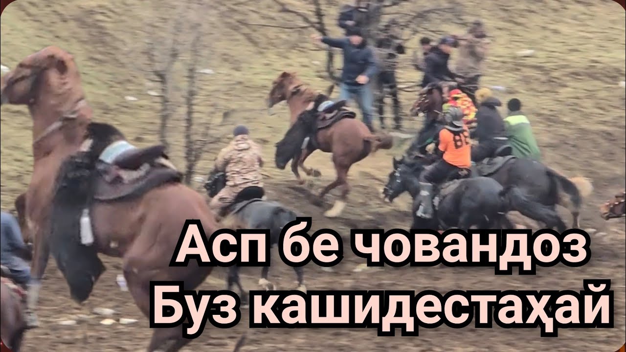Асп бе човандоз буз мекаша дар соли 2026
