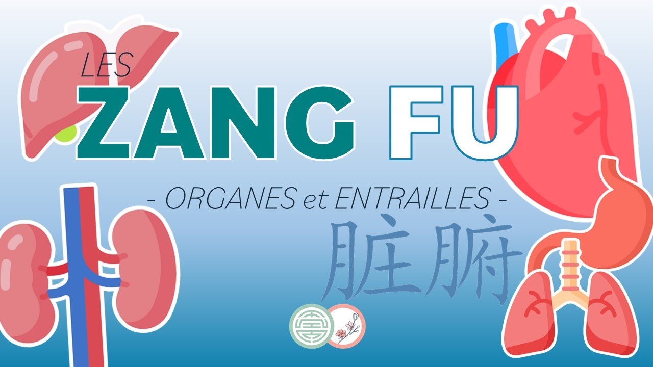 #3 - Les ZANG FU / Organes et Entrailles - Médecine Traditionnelle Chinoise