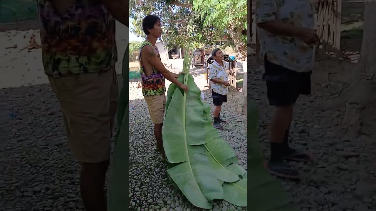 Province Nature while walking (Pangasinan)