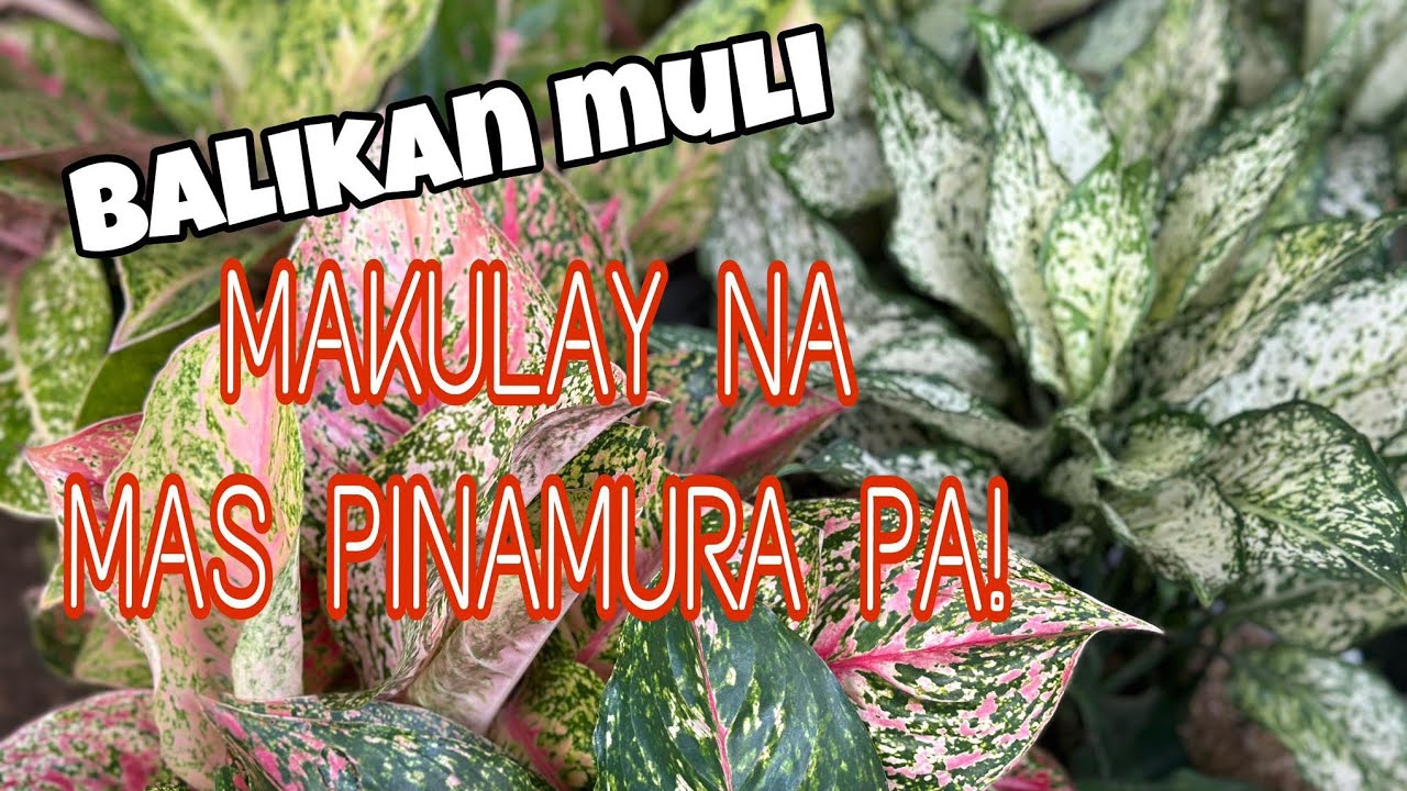 MAKULAY NA MAS PINAMURA PA! #aglonema #silangcavite