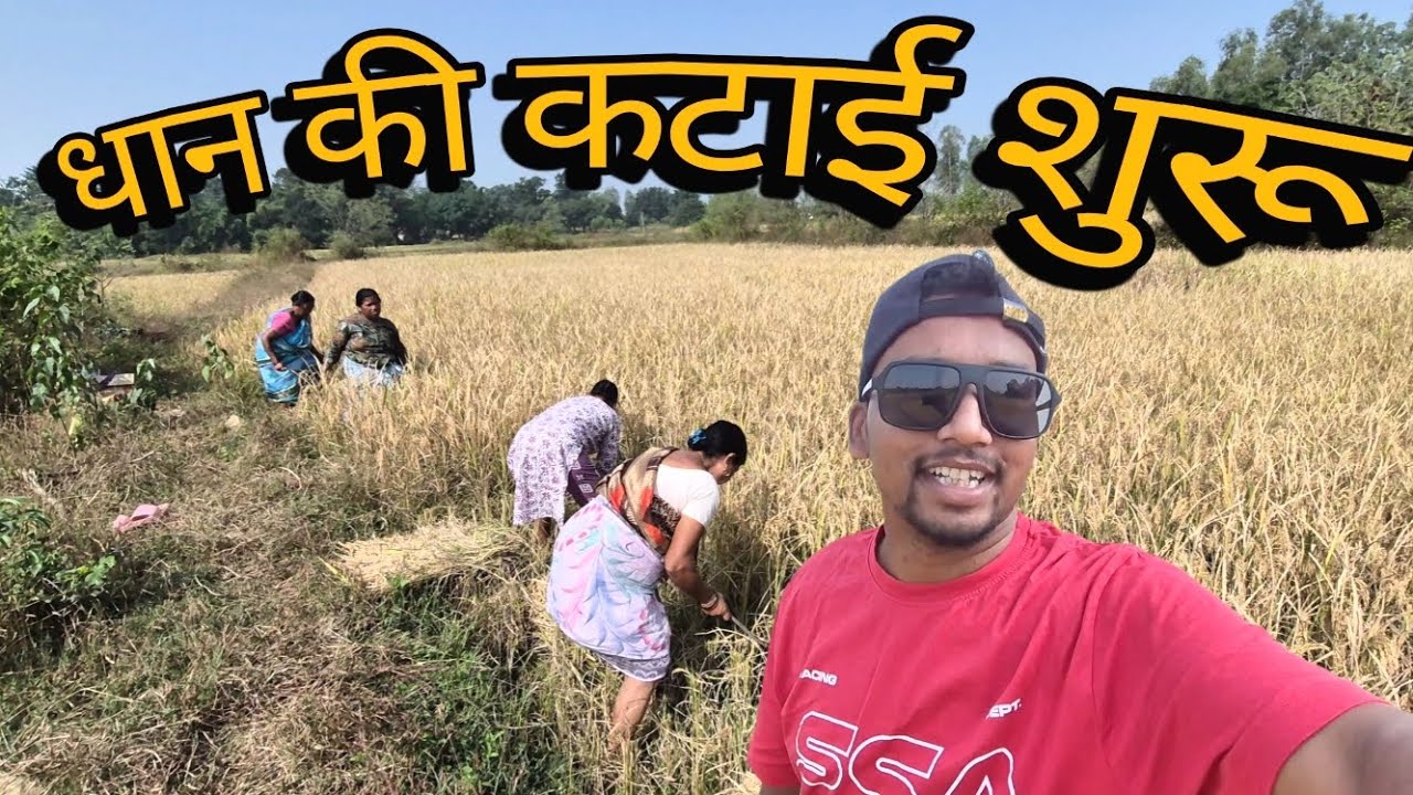 🙆आज se धान ki कटाई शुरू🙅‍♂️|| V-4 📺 present by ArvindAtlas🔥
