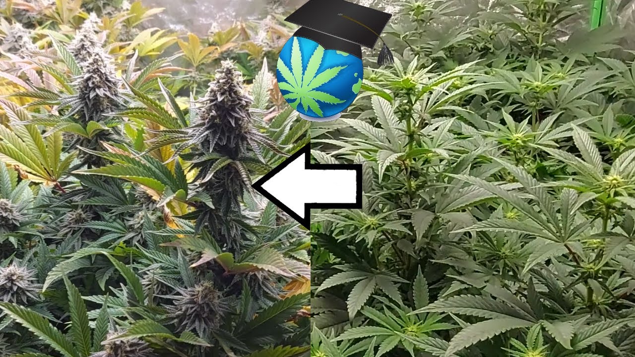 FLASH THROUGH A Low-Nutes Grow! -  Ft Viparspectra P4000