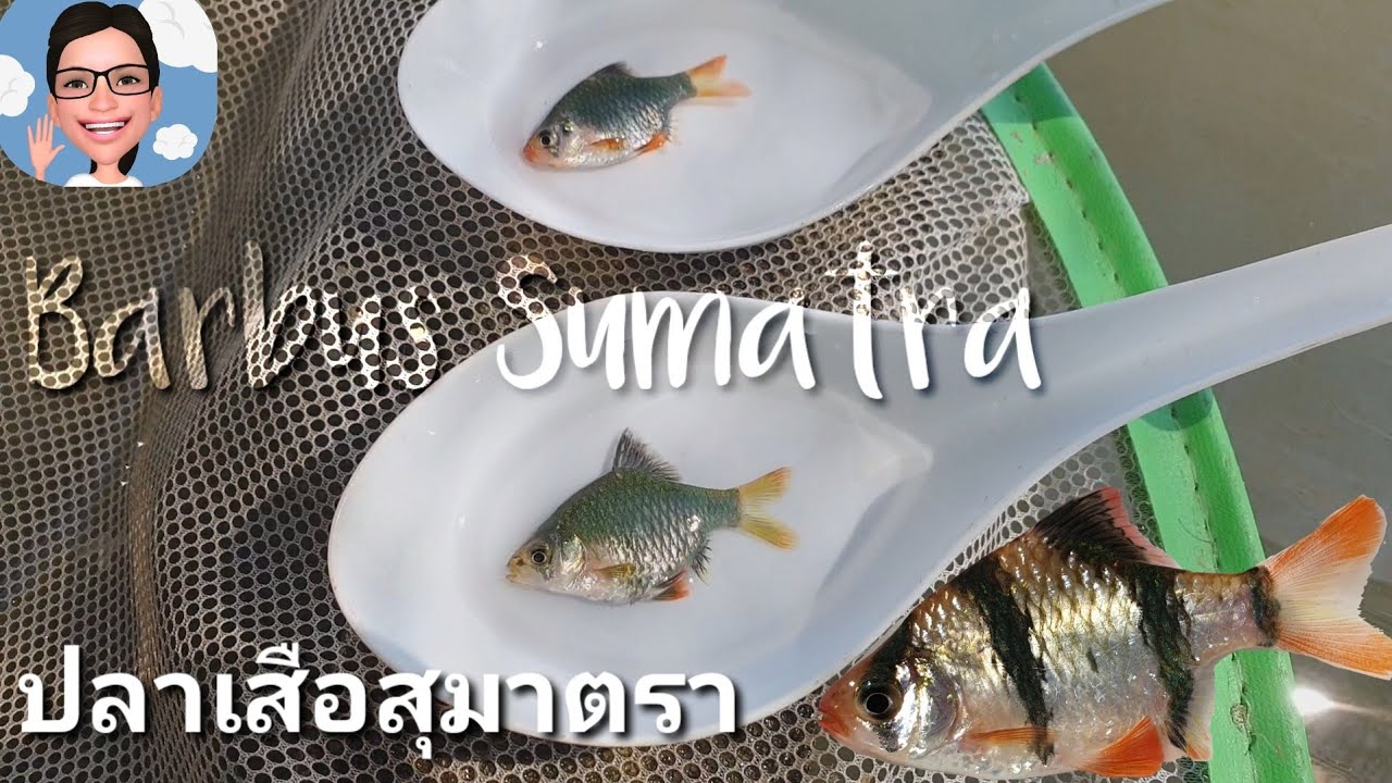 ปลาเสือสุมาตรา 3สี3style สวยเลือกไม่ได้เลยจริงๆ#ป้าตุ้ยยูทูป