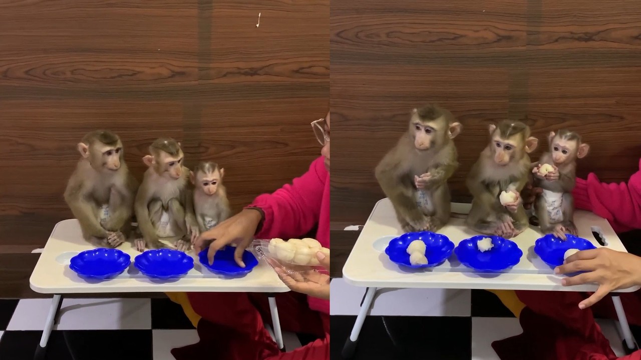 From Tiny Newborn to Table Manners: The Cutest Monkey Moments!