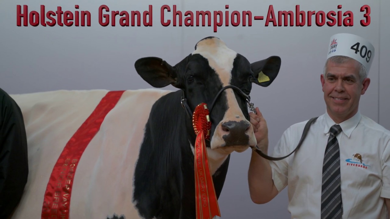 Mature Holstein Class.2019 UK Dairy Expo.Supreme Champion-Sahara-Sanchez Ambrosia 3
