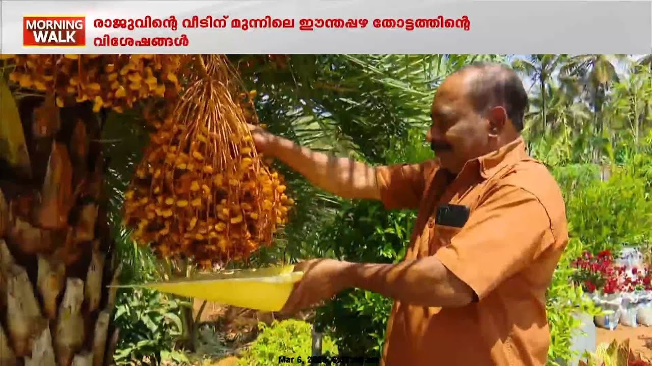 ഗൾഫിലൊന്നും പോകേണ്ട.. ഇങ്ങ് വയനാട്ടിലും കായ്ക്കും ഈന്തപ്പഴം, കൈ നിറയെ തരാൻ തയ്യാറായി ഒരു കർഷകനും