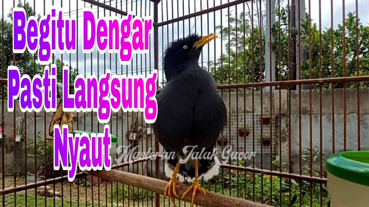 Pancingan Jalak Kebo Malas Bunyi Dengan Suara Khas Jalak Kebo Gacor Mompa Bikin Cepat Nyaut