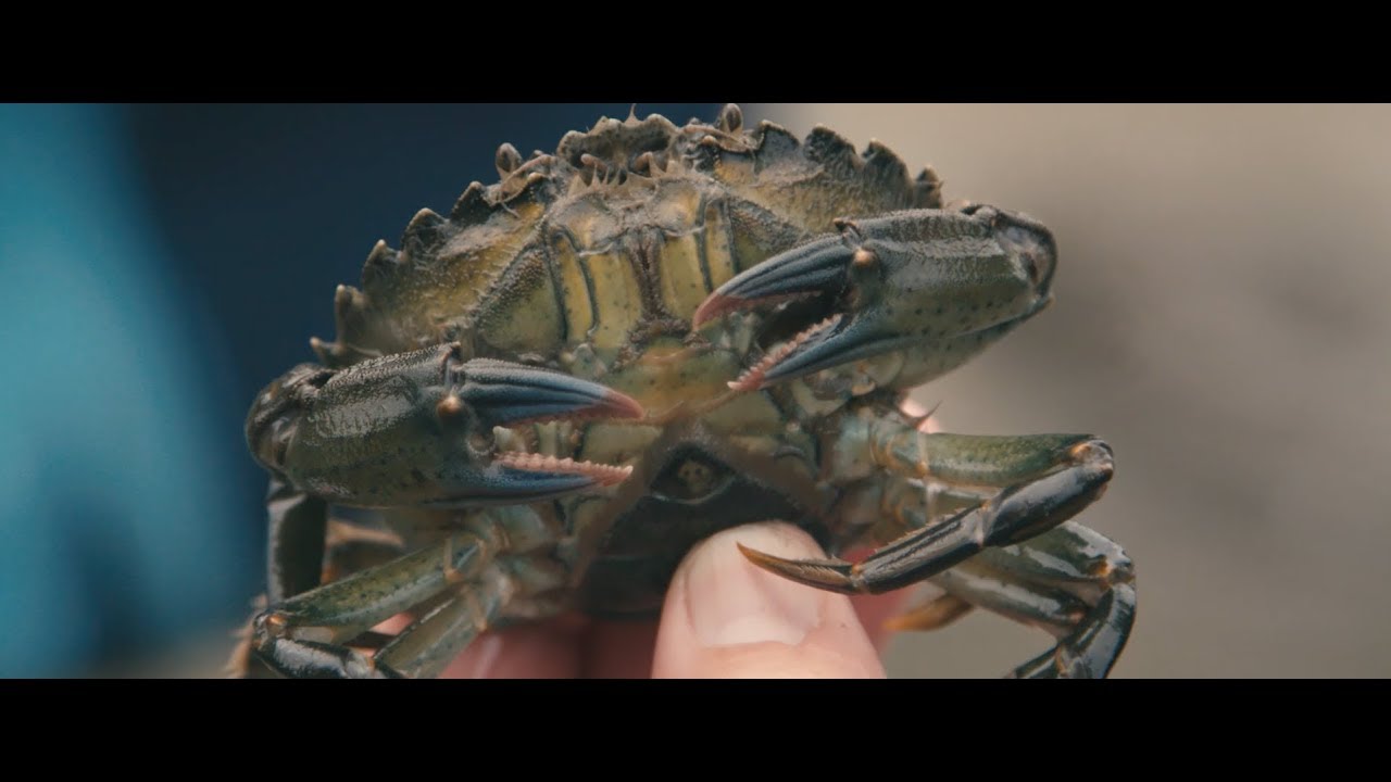 Preventing a green crab invasion