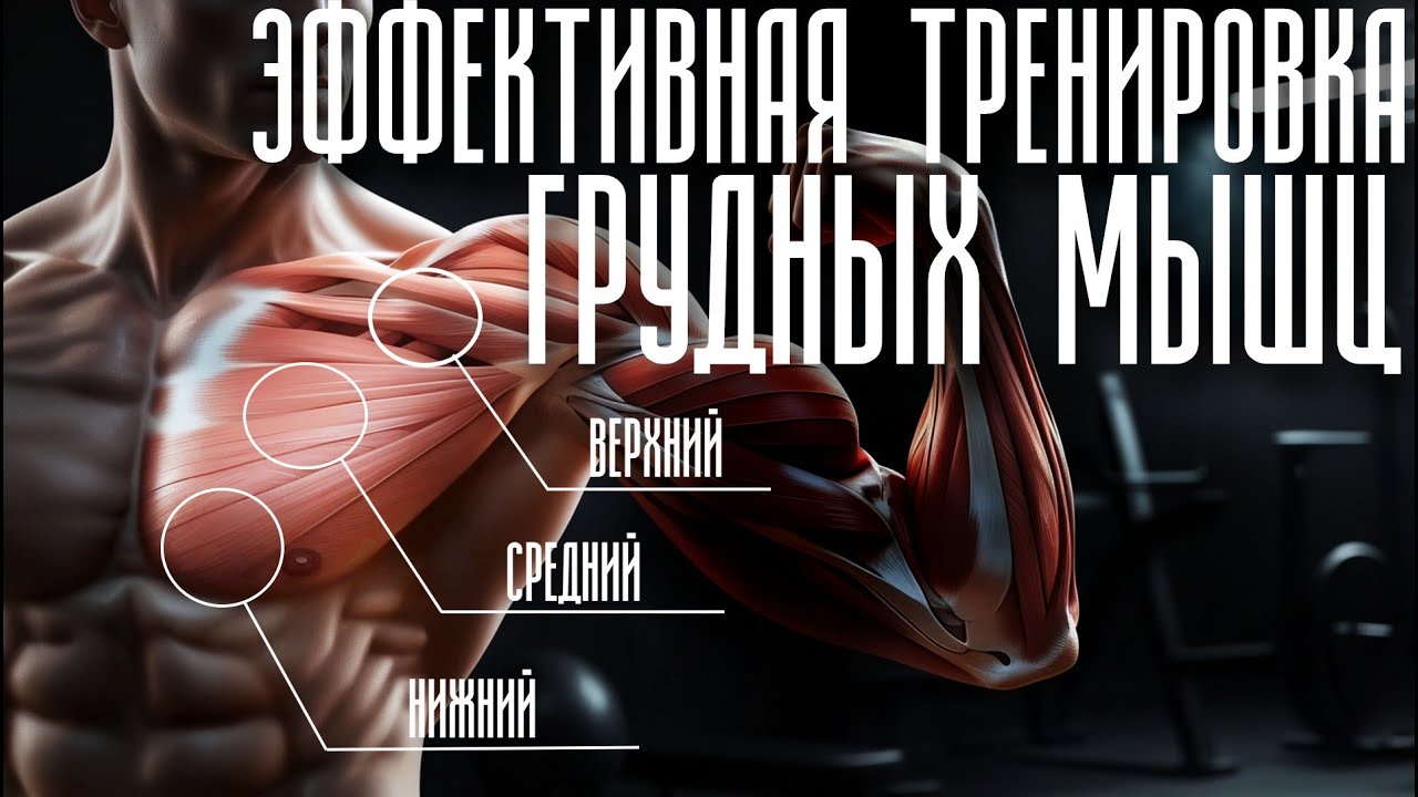 Эффективная тренировка грудных мышц. Анатомия и биомеханика большой грудной мышцы Как накачать грудь