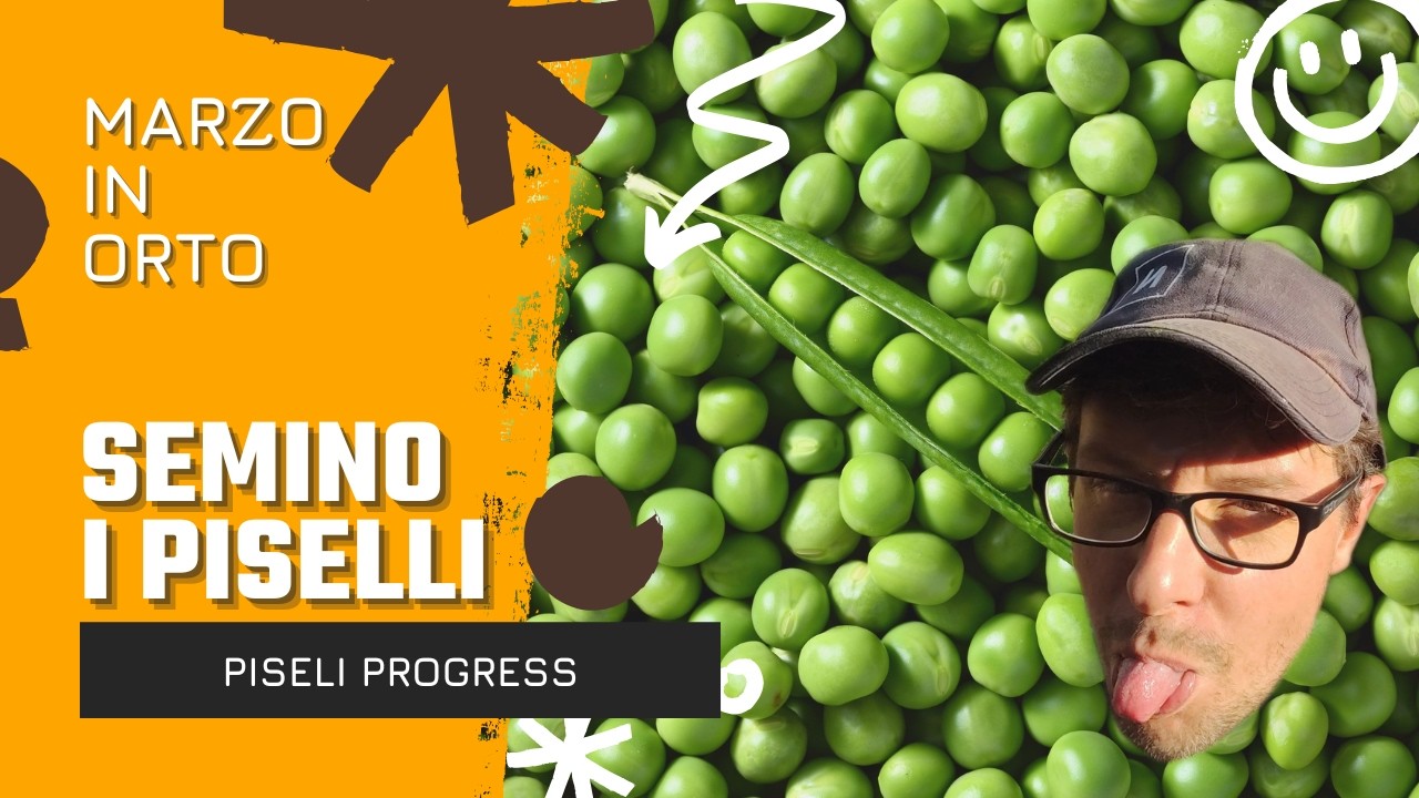 📐 Semina dei piselli passo dopo passo: i miei segreti per chi ama coltivare a casa ⛏️ #SeminaPiselli