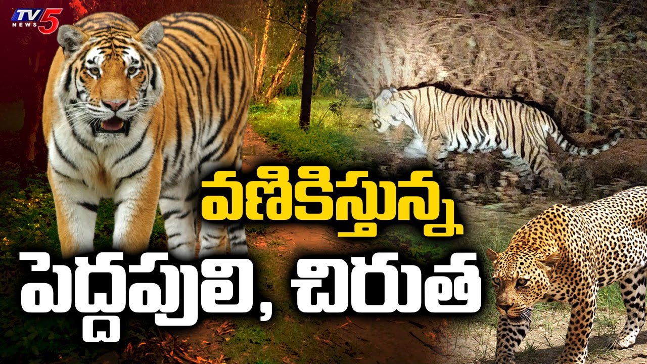 Tiger, Leopard Hulchul In Karimnagar : కరీంనగర్ జిల్లాను వణికిస్తున్న పెద్దపులి, చిరుత | TV5 News