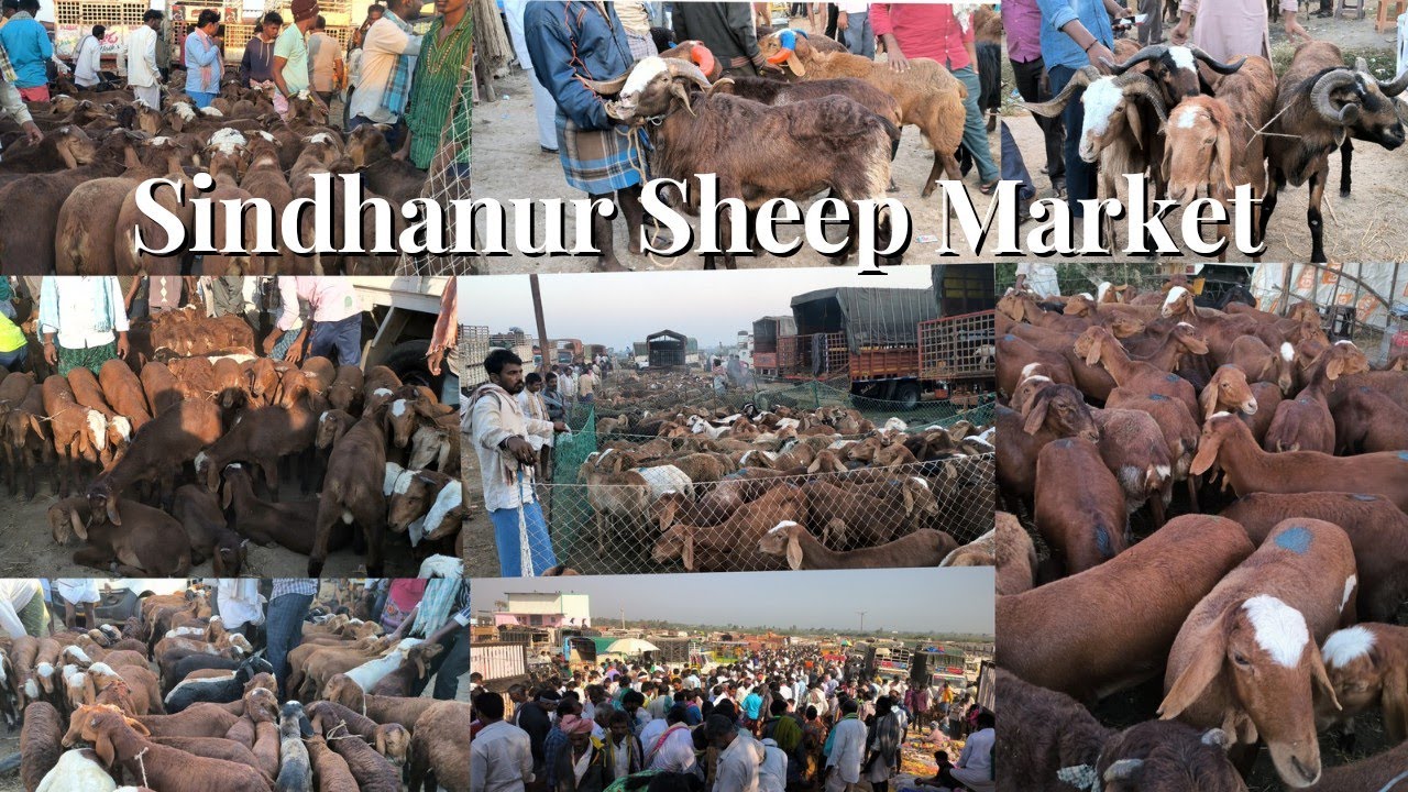 Every Monday Sindhanur Sheep market kenguri Sheep's Special