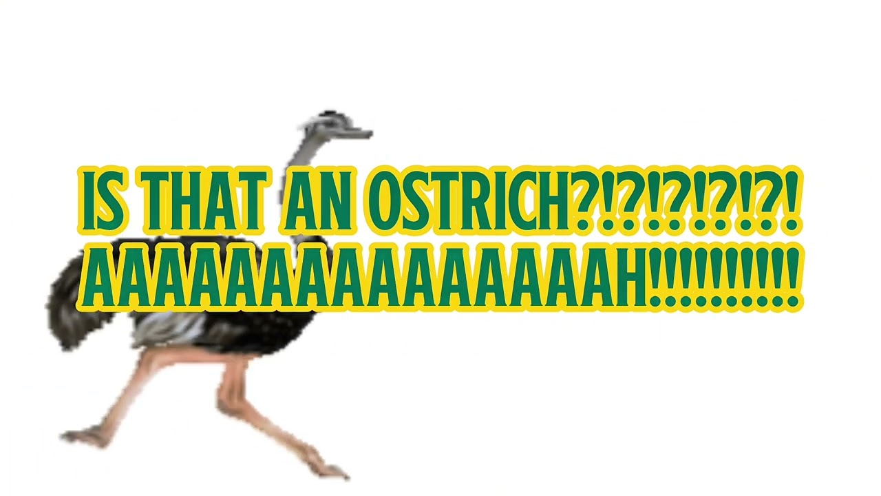 The Ostrich Chase Add Round 1