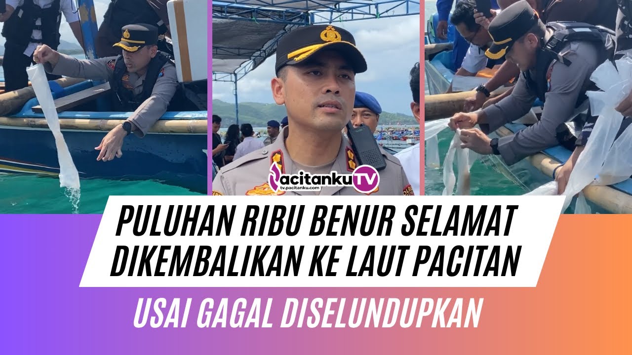 GAGAL TOTAL! Penyelundup Benur Nangis? 27.650 Bibit Lobster DILEPAS ke Laut Pacitan oleh Aparat