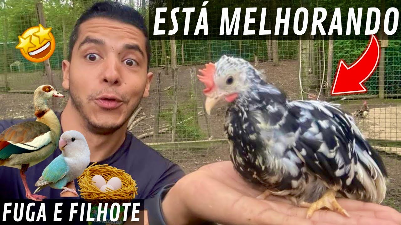 Resgatando o Ganso do Egito | Flor do Água-pé | novidade Agaporne | Aves Recriar