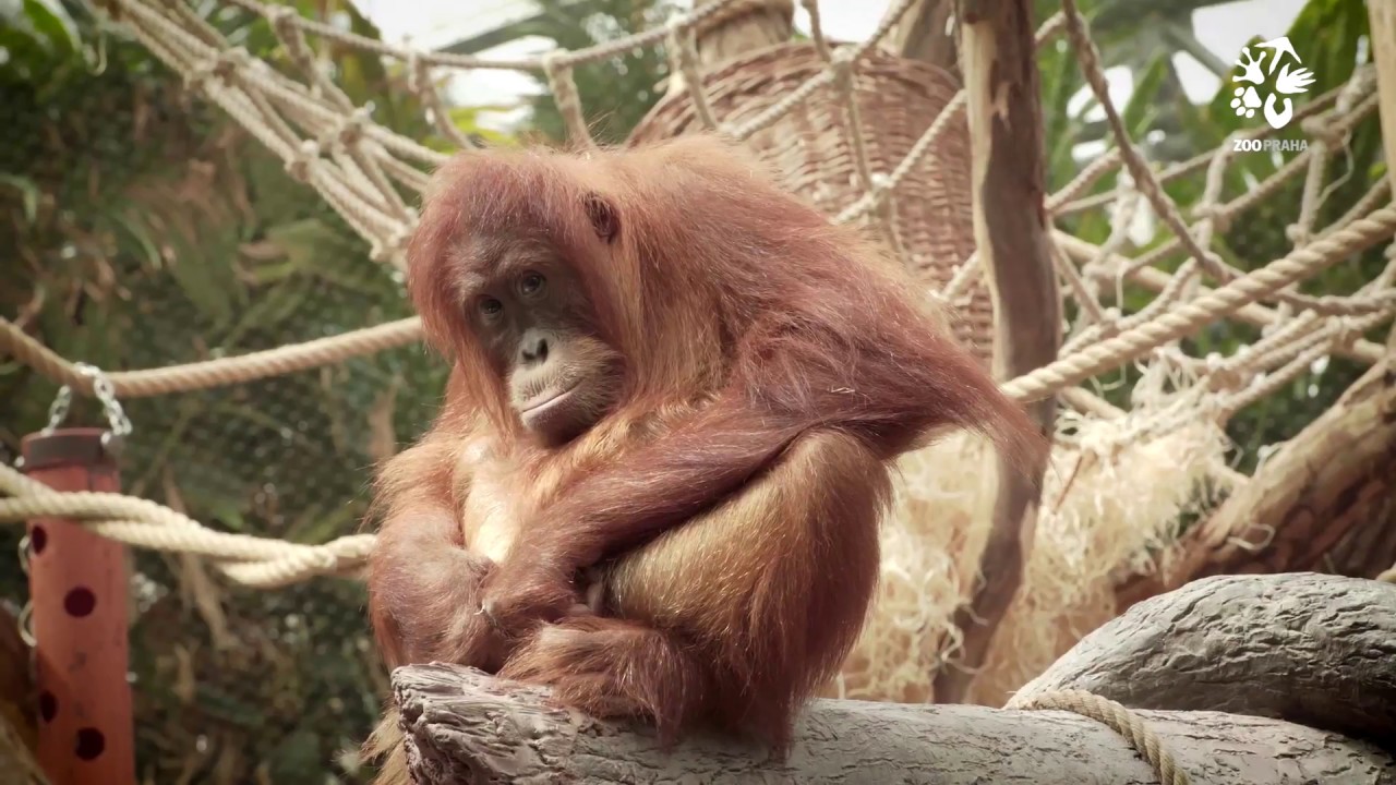Zoo Praha:  Orangutan znamen&aacute; lesn&iacute; muž