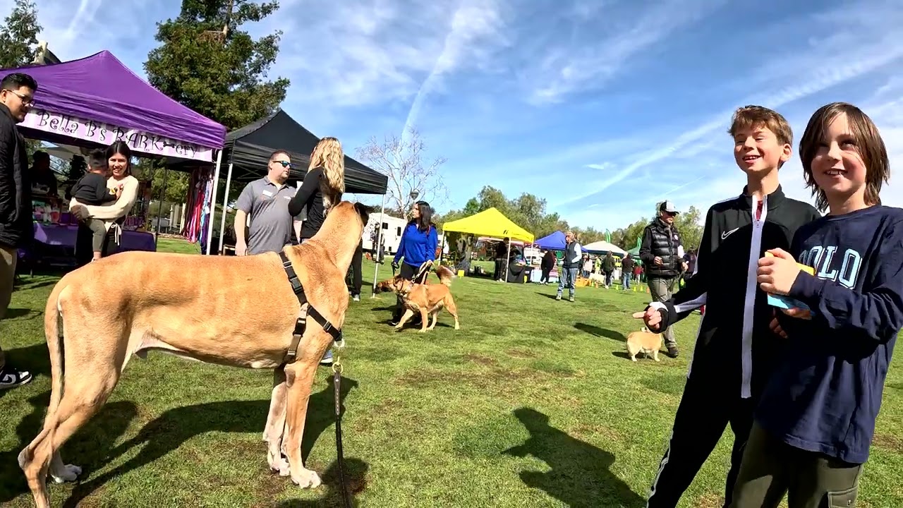 Cash 2.0 Great Dane at the Bark In The Park 2025 event in Thousand Oaks (2 of 5)
