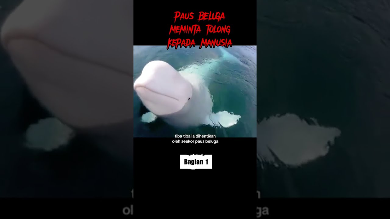 Paus Beluga minta tolong kepada manusia part 1