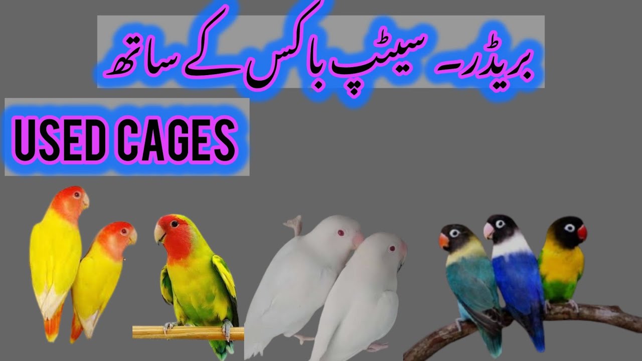 Mashallah Breeder setup for sale |Used Cages | used boxes Sirf 300 my | lovebirds | Islamabad Pets